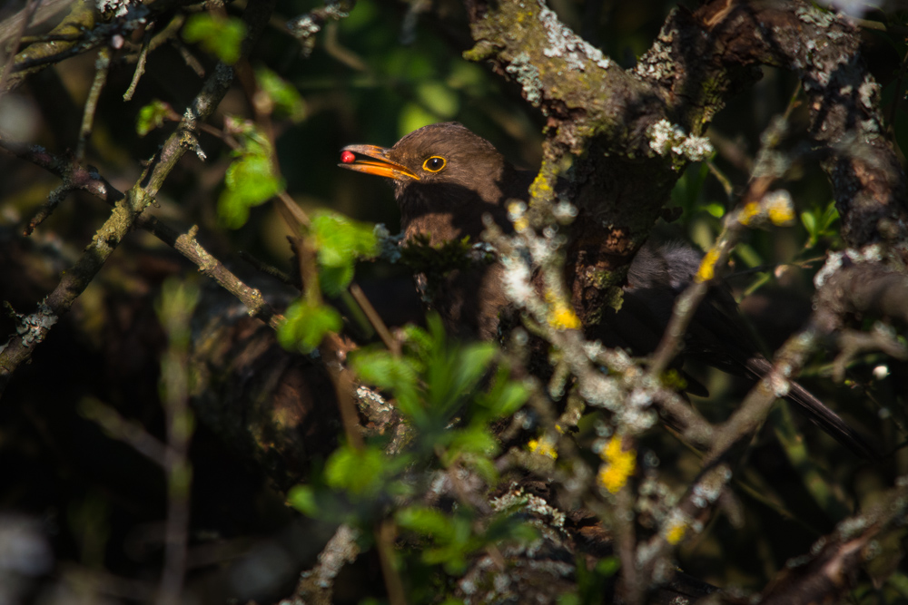 Amsel D71 9371 SC