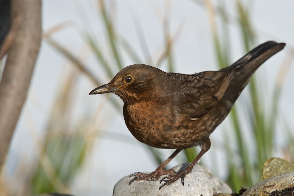 Amsel (Dame)