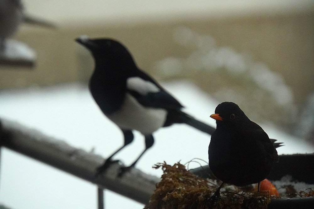 Amsel+Elster.jpg