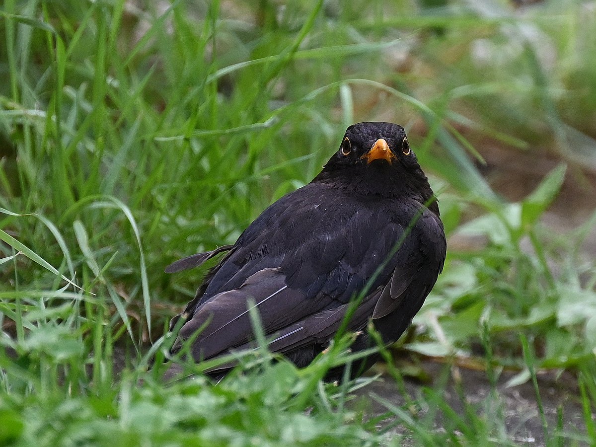 amsel.jpg