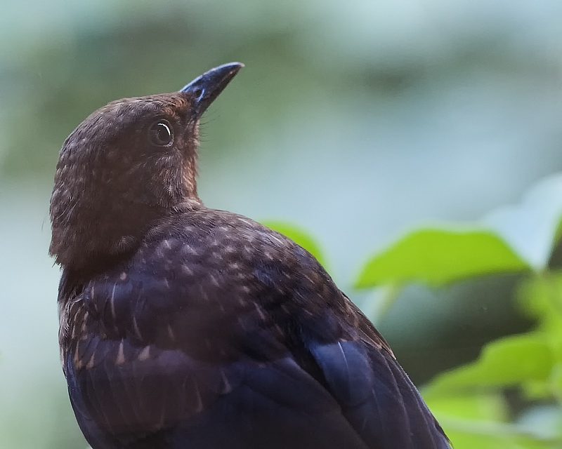 Amsel jung02a