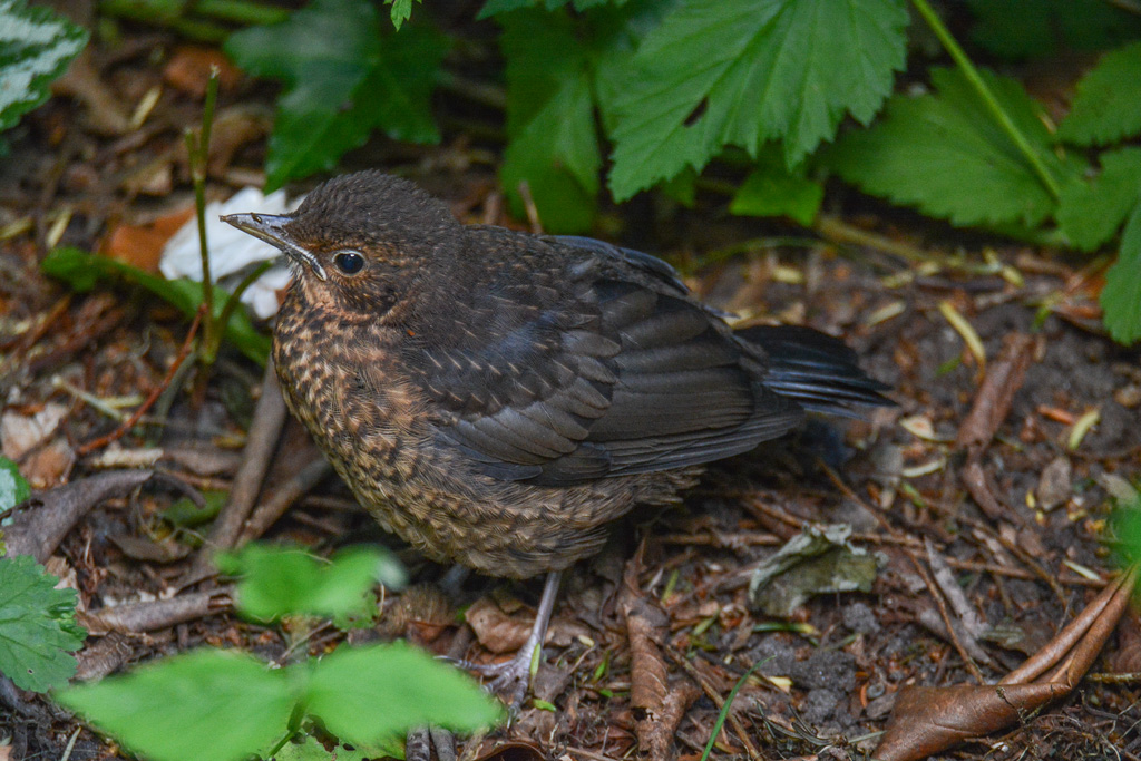 Amsel Jungvogel 1502