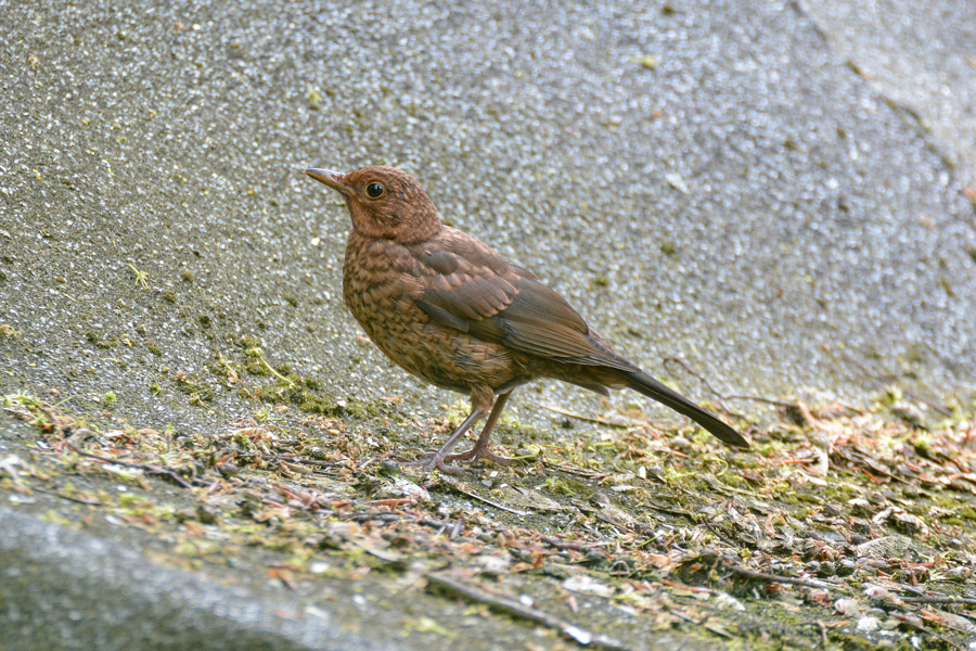 Amsel Jungvogel 944
