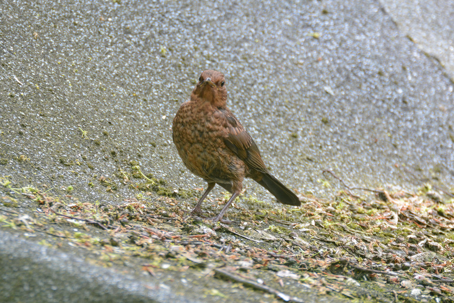 Amsel Jungvogel 946
