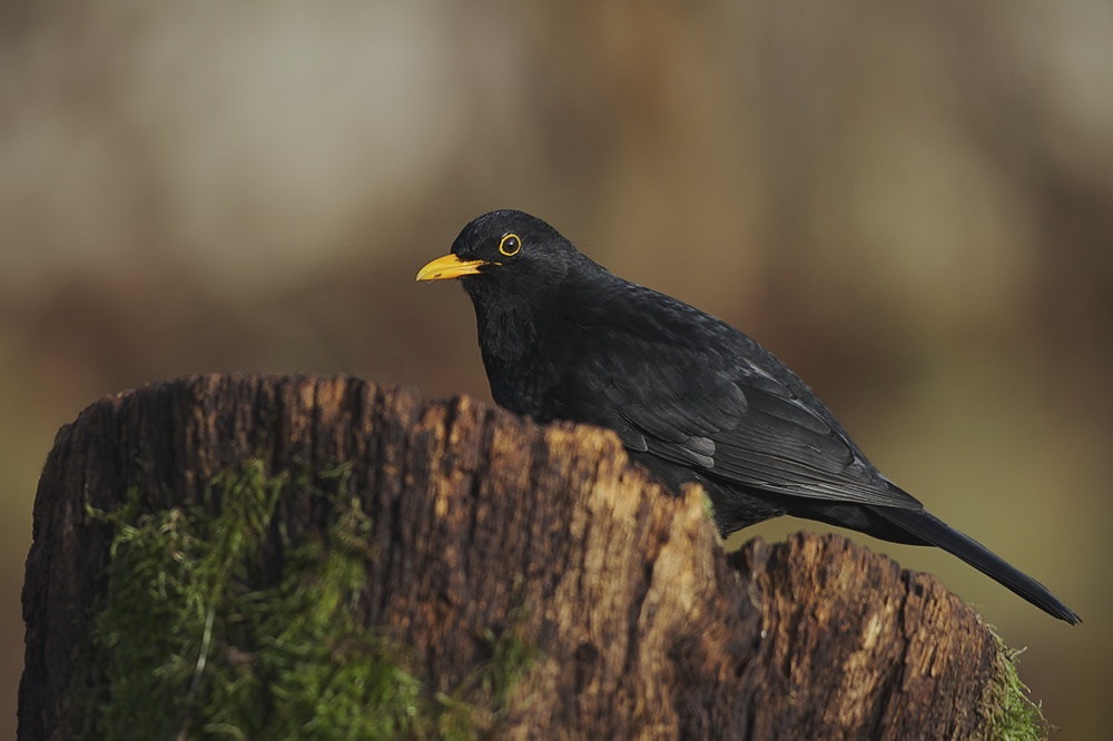 Amsel ( männchen )