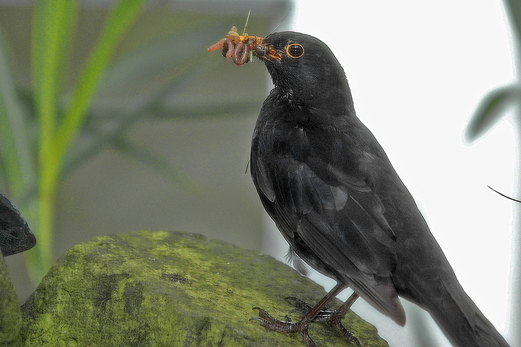 Amsel mit vollem Schnabel