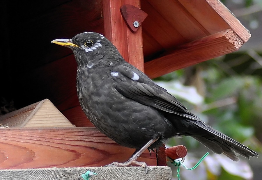 amsel web2