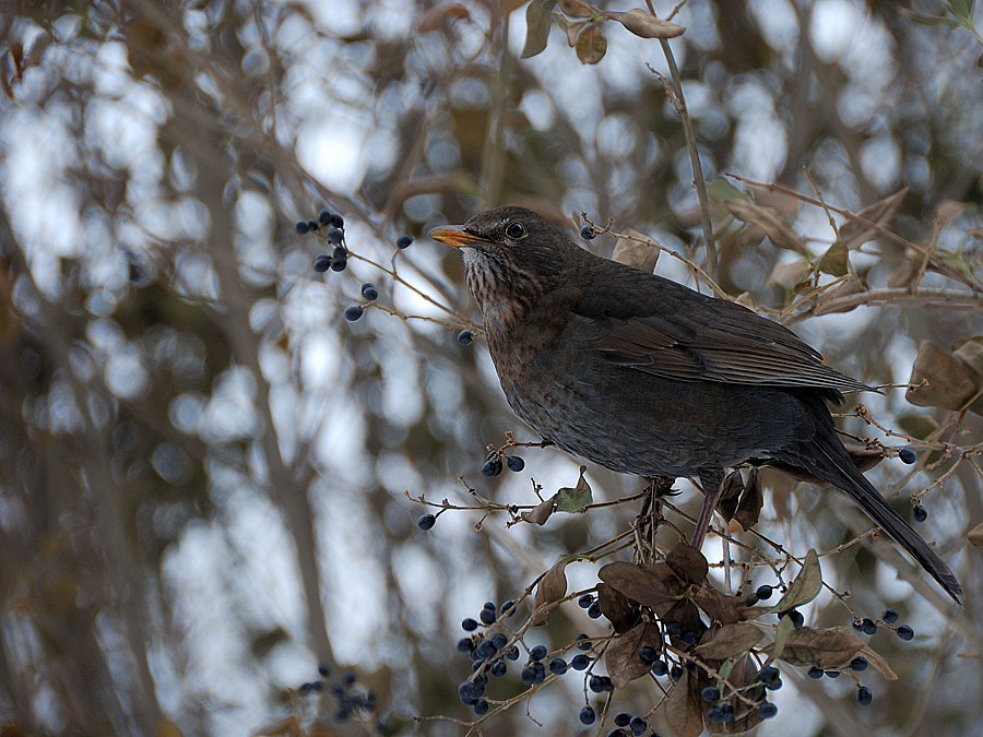 amsel weibchen