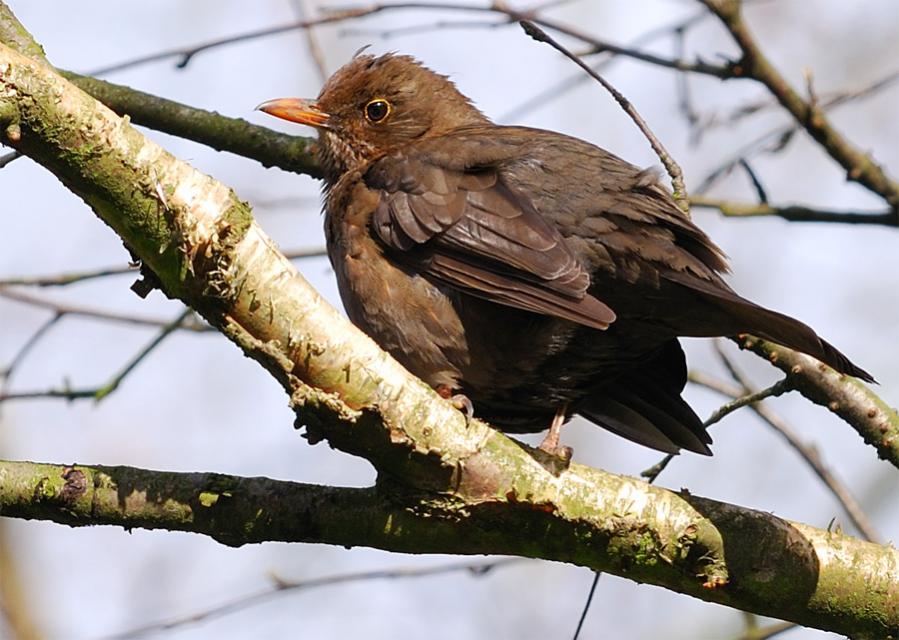 Amsel