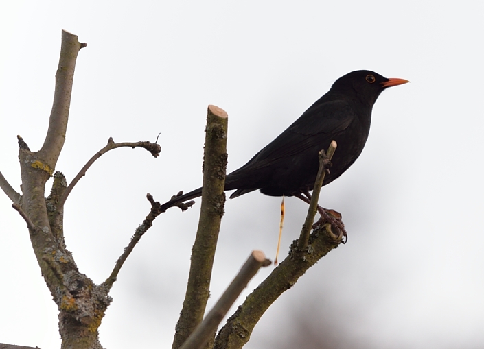 Amsel