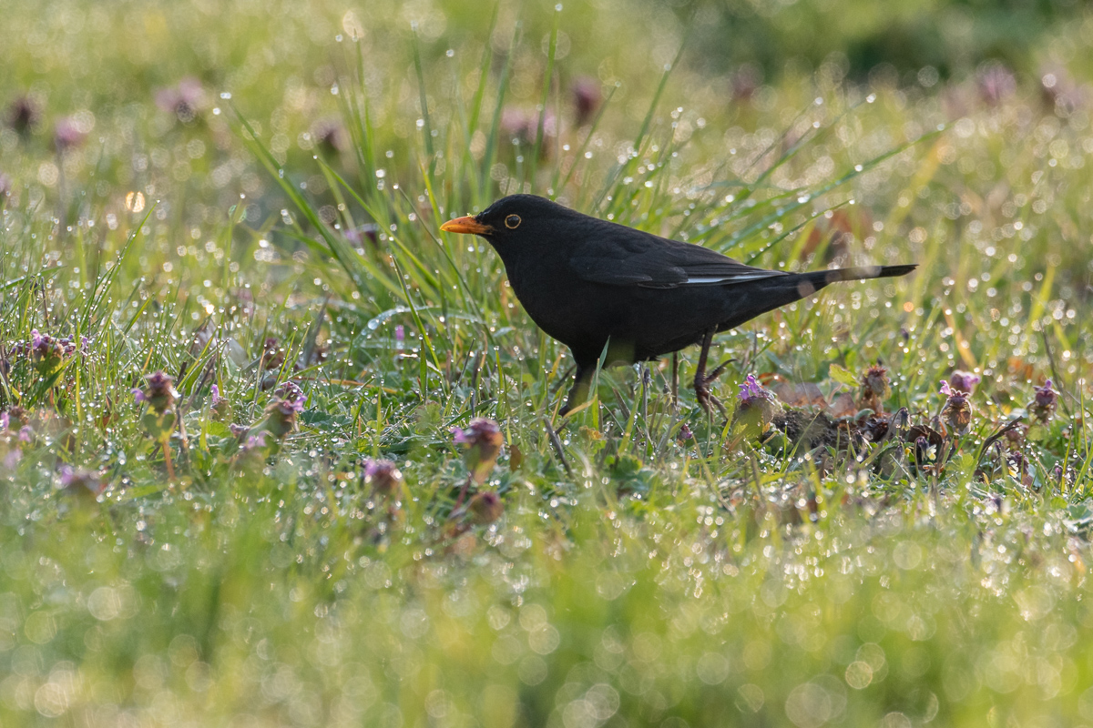 Amsel