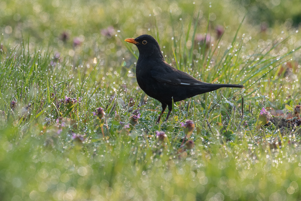 Amsel
