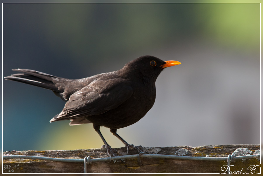 Amsel