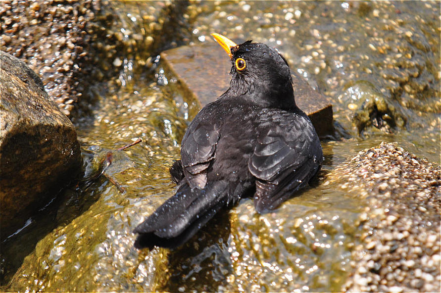 Amsel