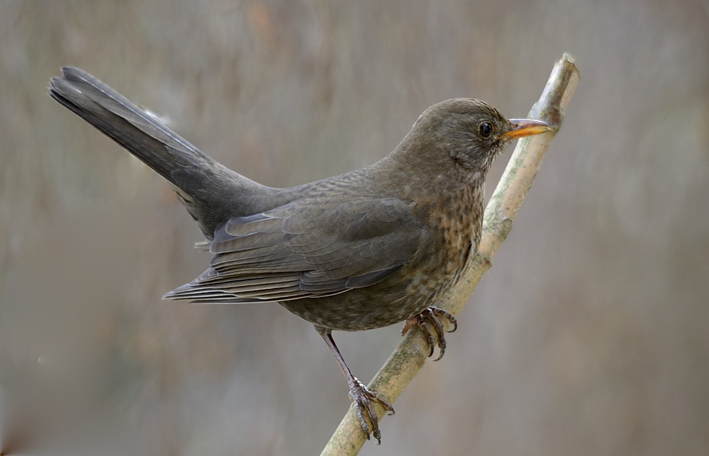 Amsel01