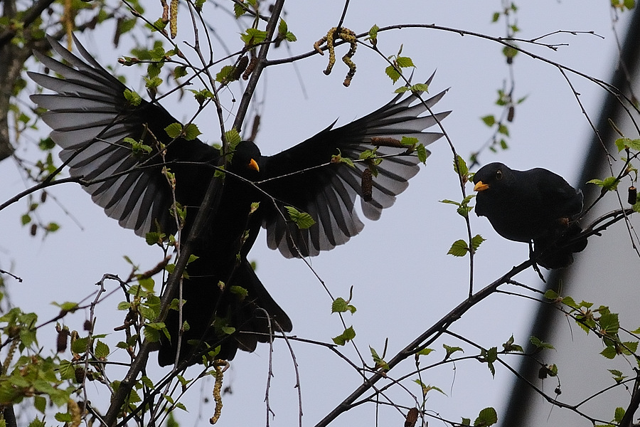 Amsel01