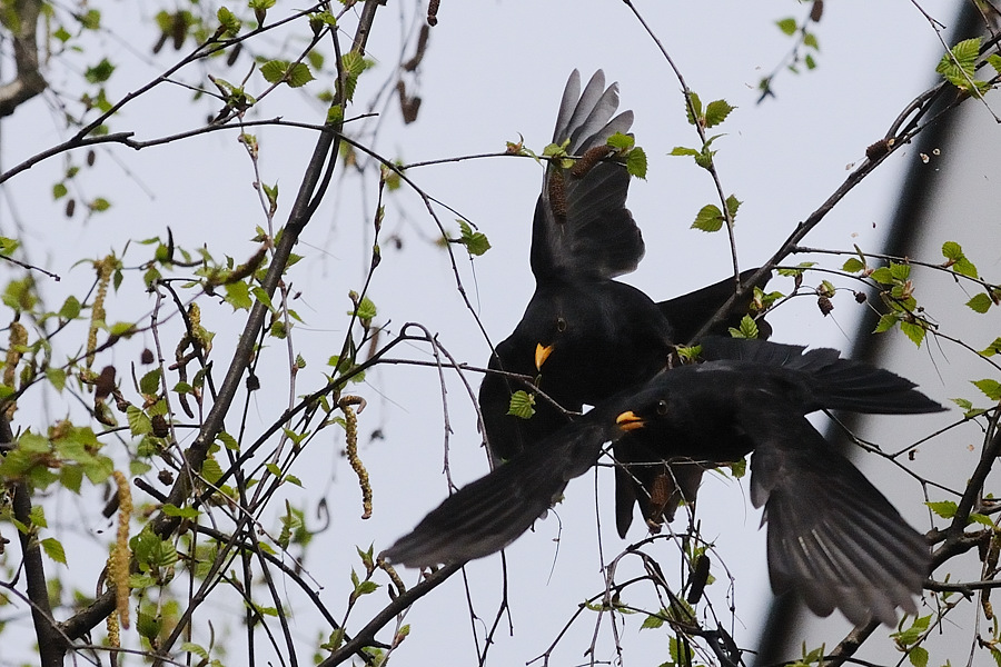 Amsel02