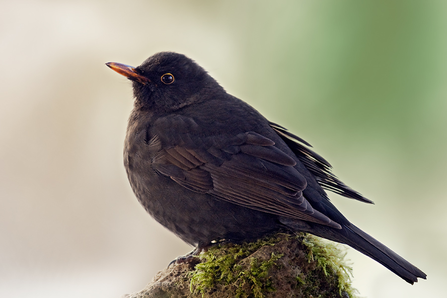 amsel2