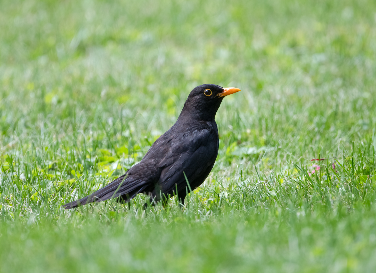 Amsel500TC.jpg