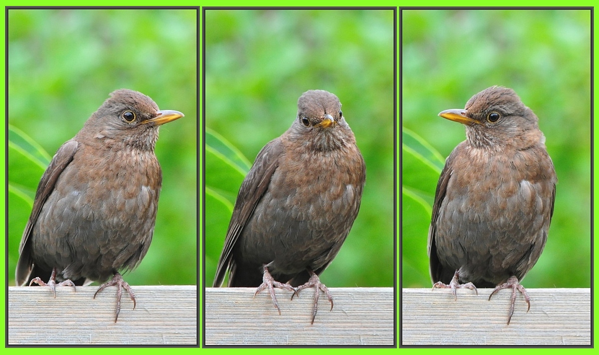 Amsel_Tryptichon.jpg