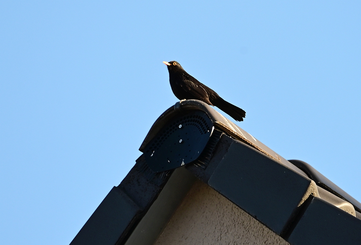 Amsel_Zf_Firmwareupdate.jpg