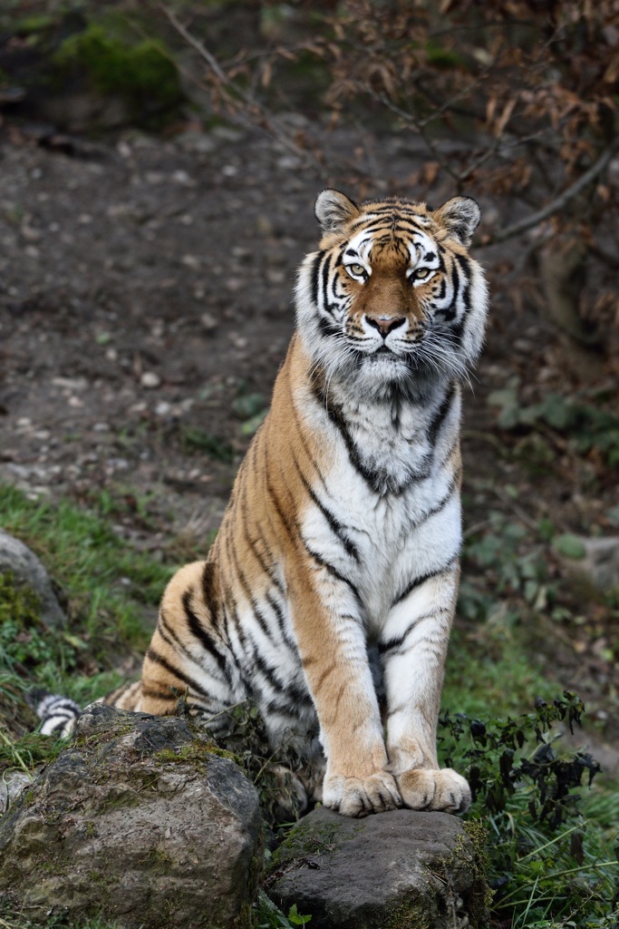 Amurtiger 122015