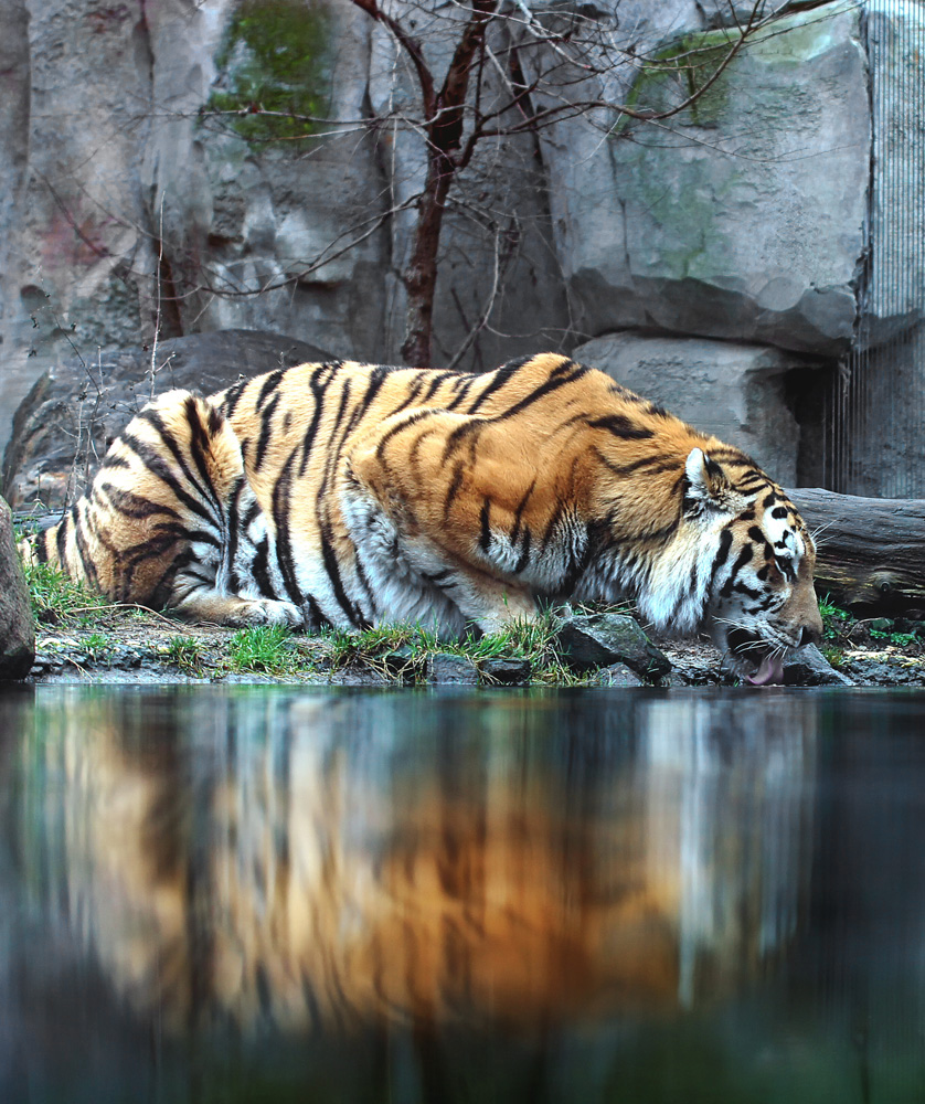 Amurtiger