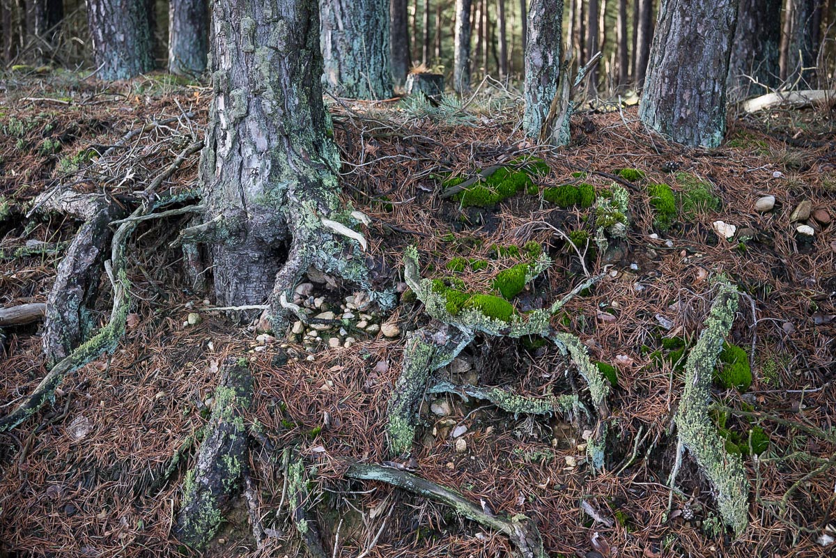 An der Böschung (1 von 1).jpg