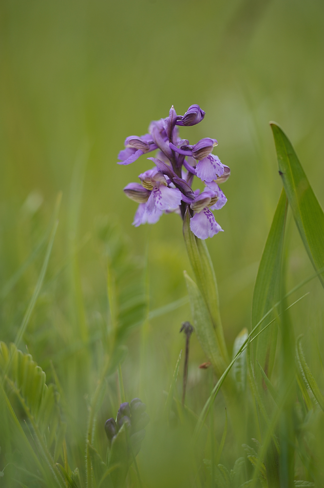 Anacamptis Morio JHZ DSC2579