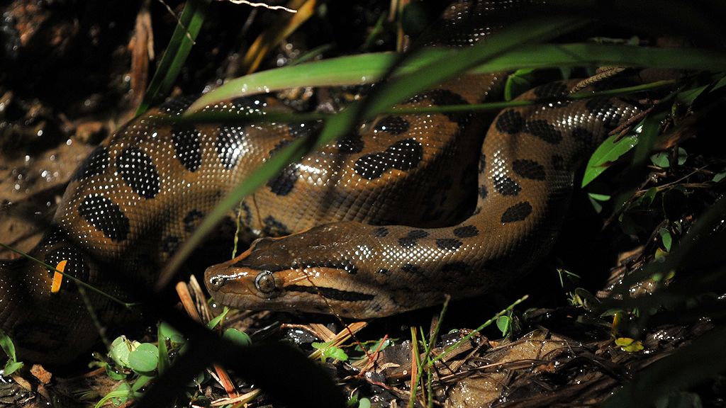 Anaconda auf dem Bootssteg
Iwokrama Lodge
0888