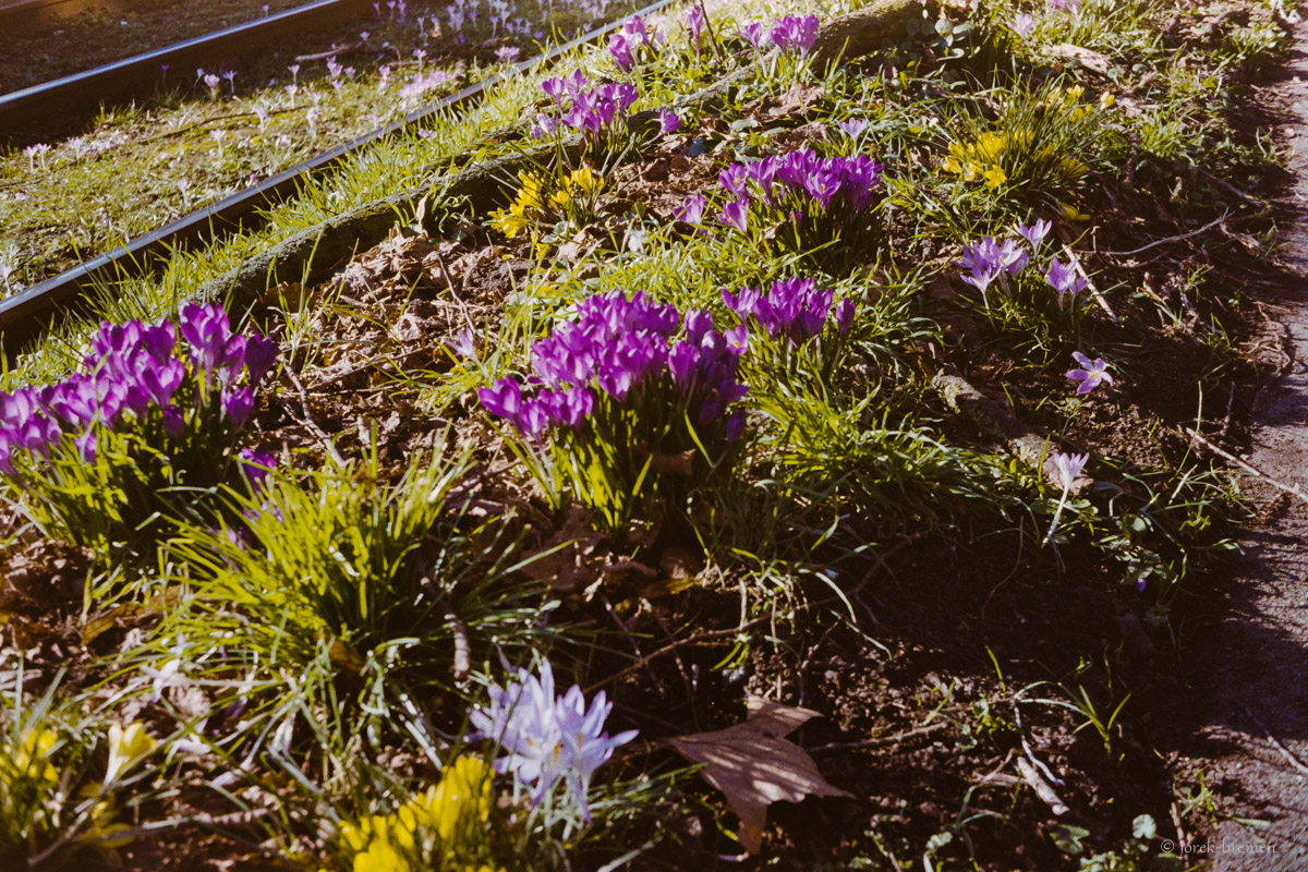 Analog April bis Juni 2019 - Pflanzen
