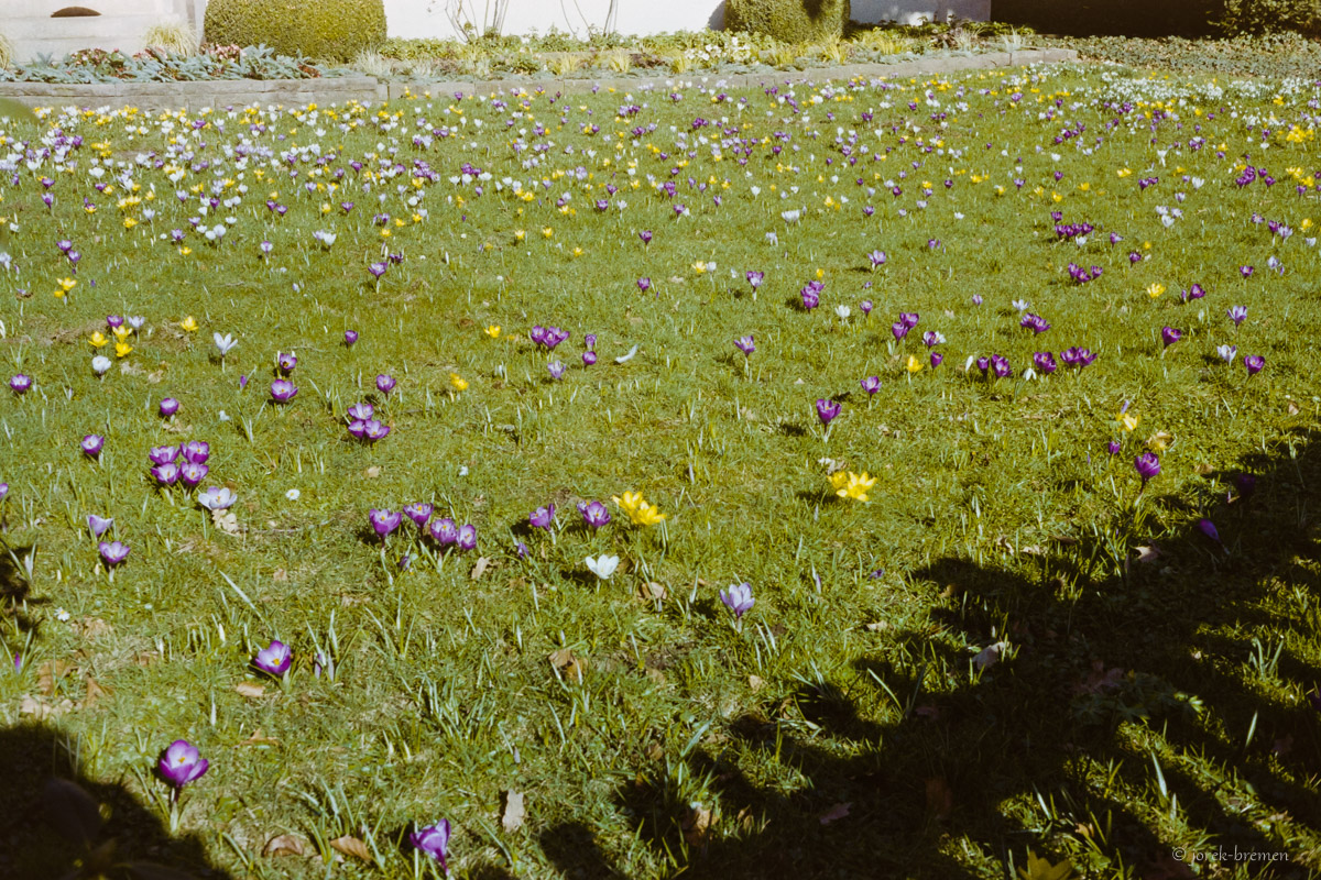Analog April bis Juni 2019 - Pflanzen