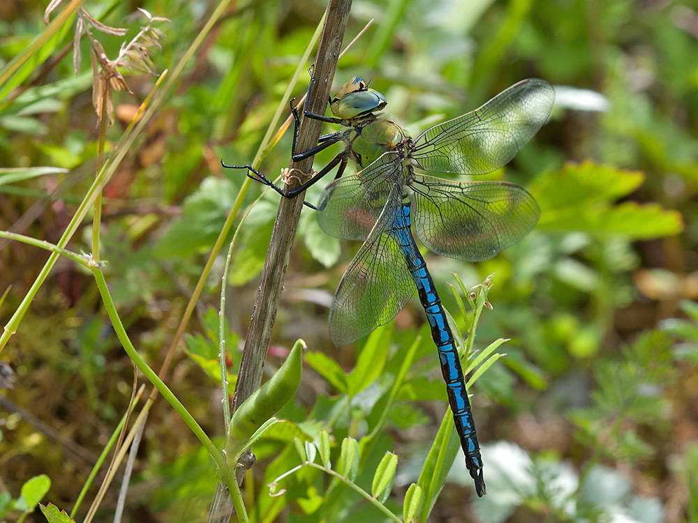Anax Imperator