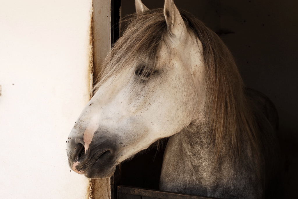 Andalusier