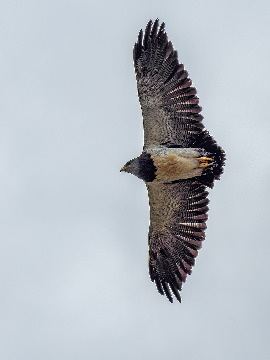 Andenbussard Argentinien.jpg