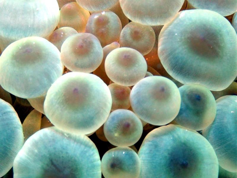 Anemone Macro