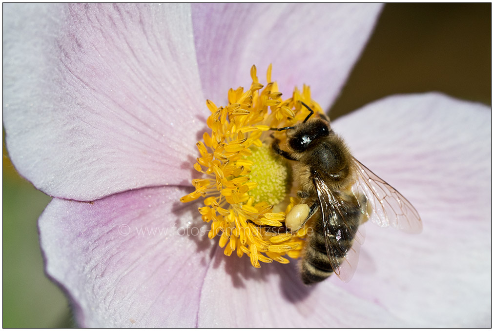 Anemone mit Besuch - 20170823 Schrebergarten