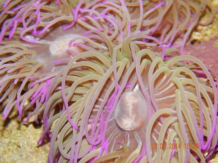 Anemone Sealife