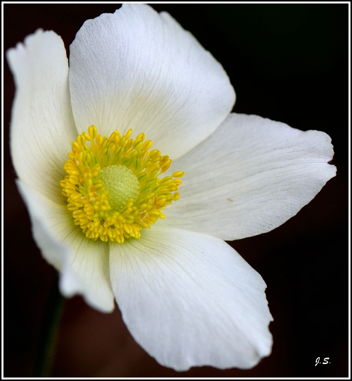 Anemone