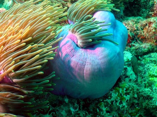 Anemone