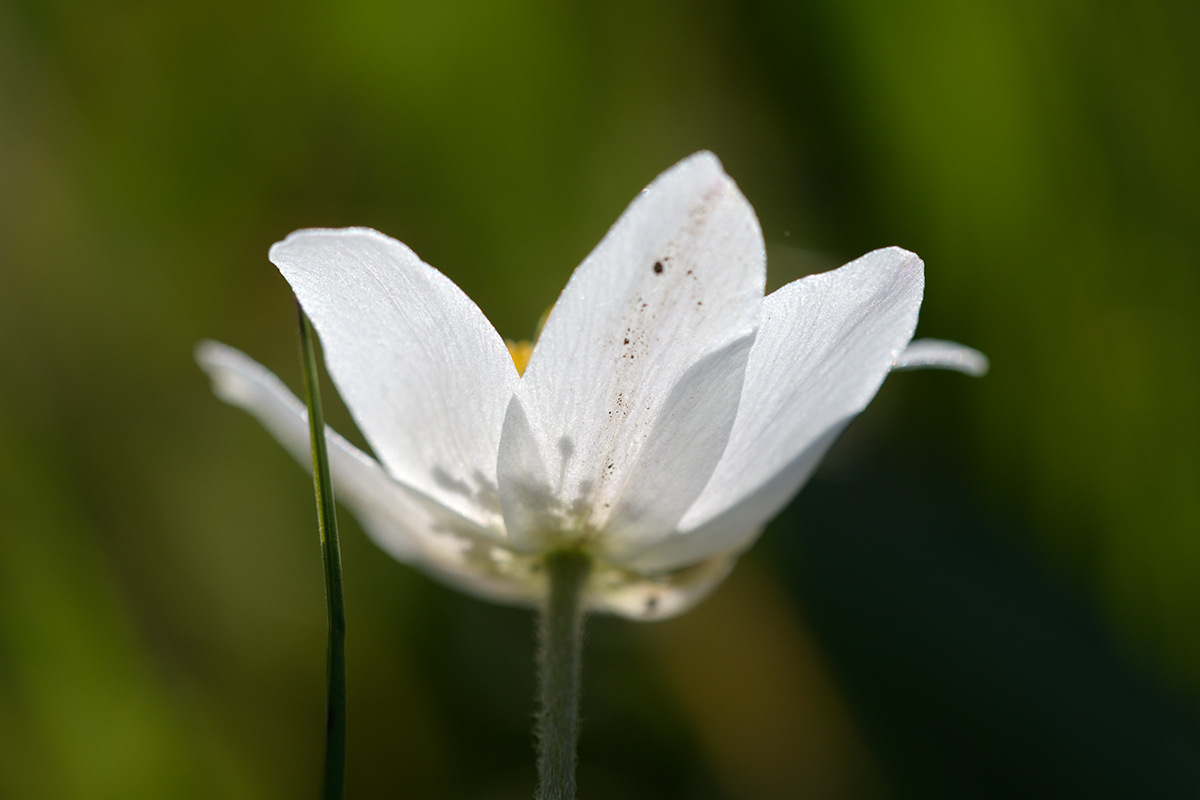 AnemoneNemorosa_1200x800_DSC0105.jpg