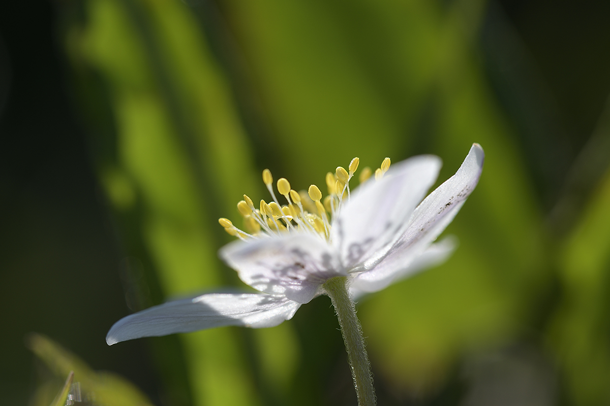AnemoneNemorosa_1200x800_DSC0106.jpg
