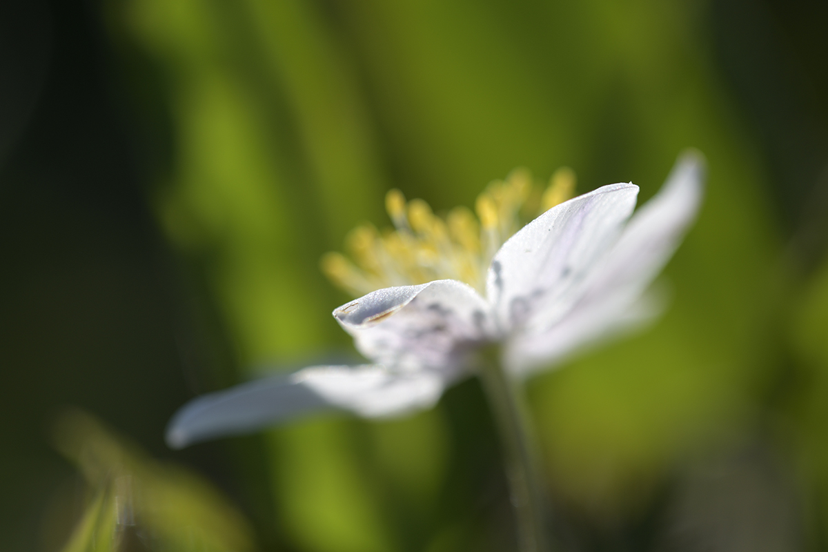 AnemoneNemorosa_1200x800_DSC0109.jpg