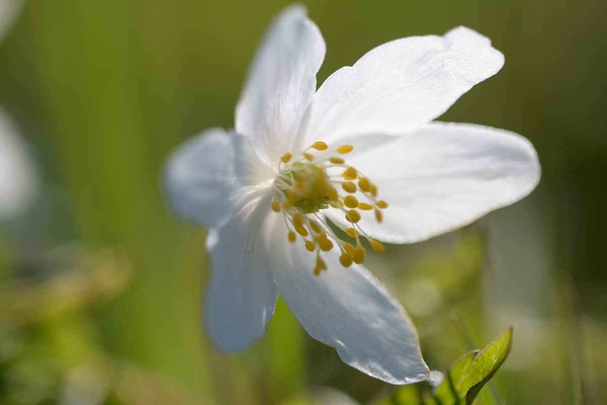 AnemoneNemorosa_1200x800_DSC0114.jpg