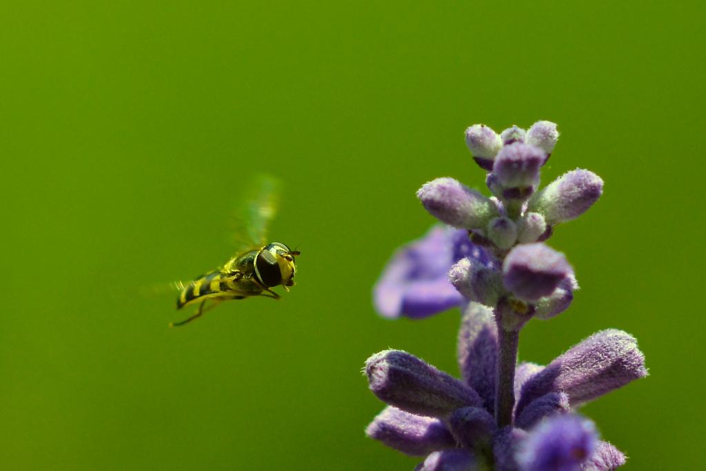 Anflug