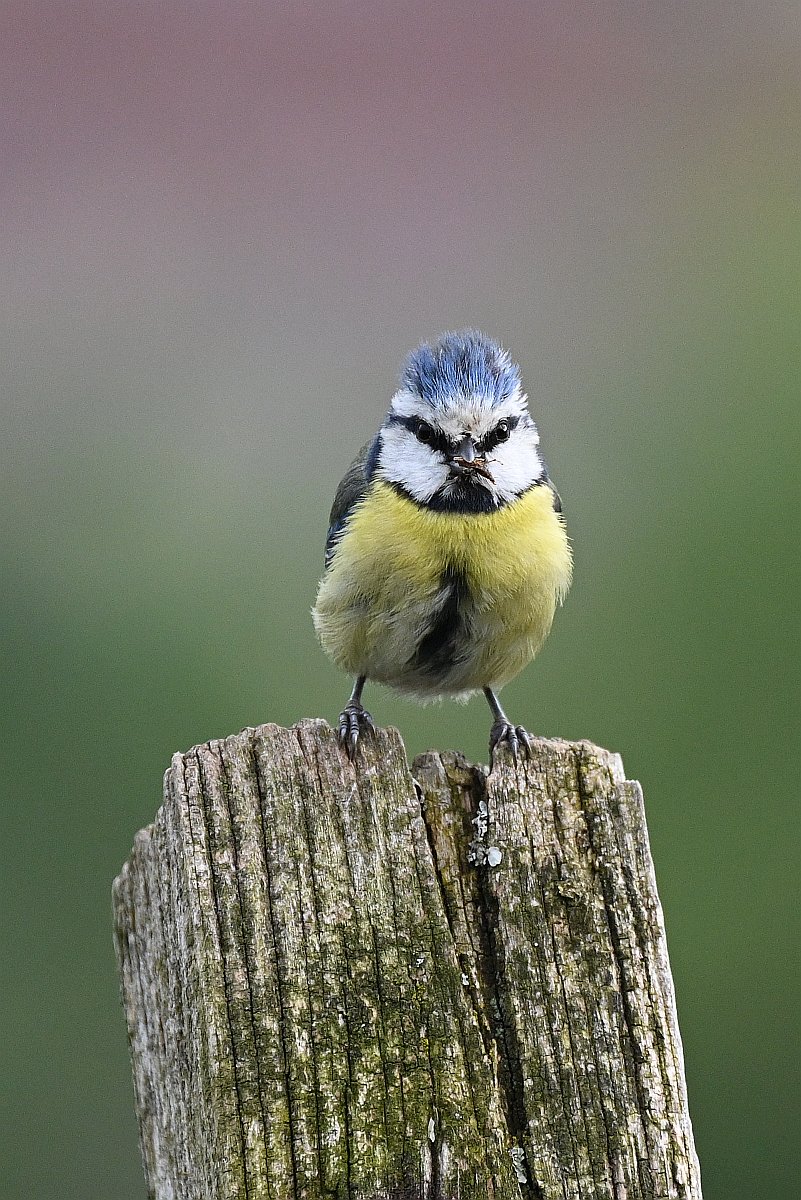 Angry Bird.jpg