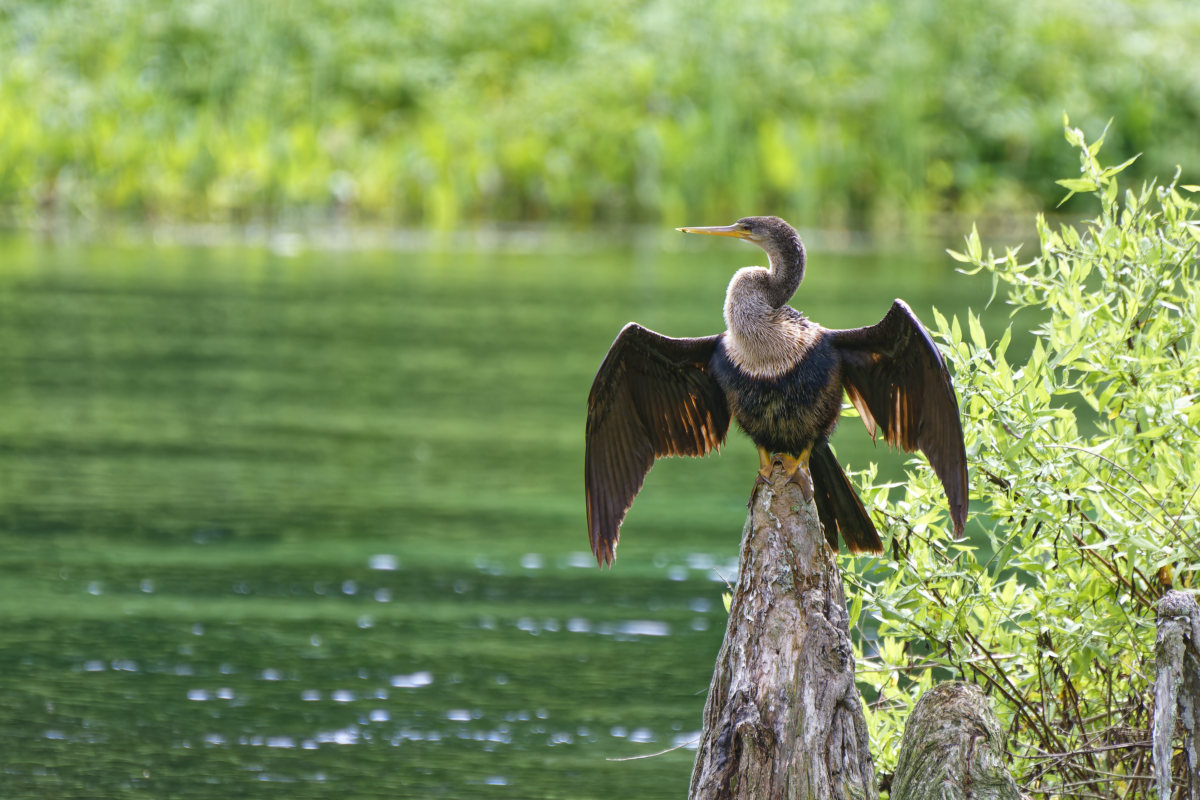 Anhinga im Wakulla Springs State Park