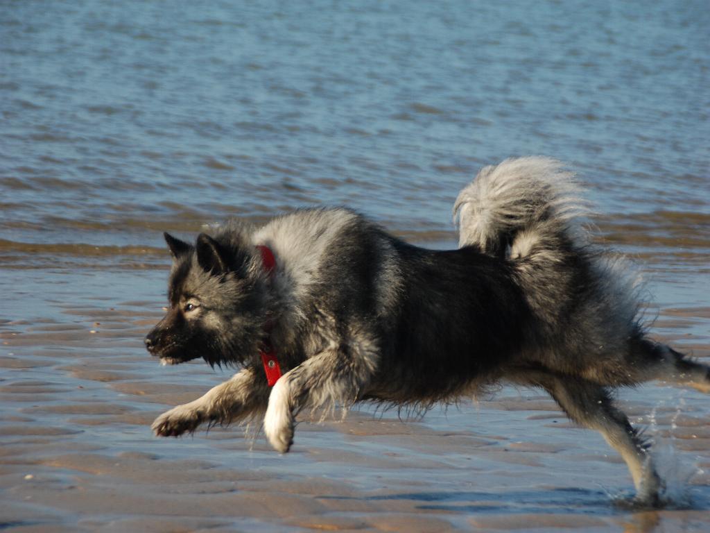 anka001