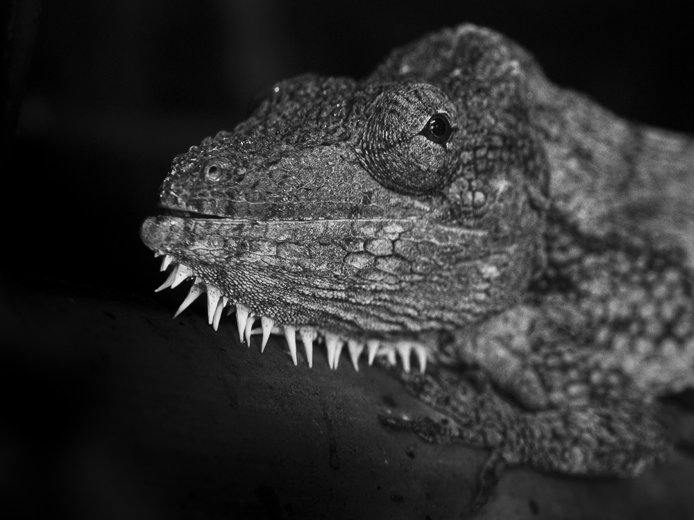 Anolis barbatus