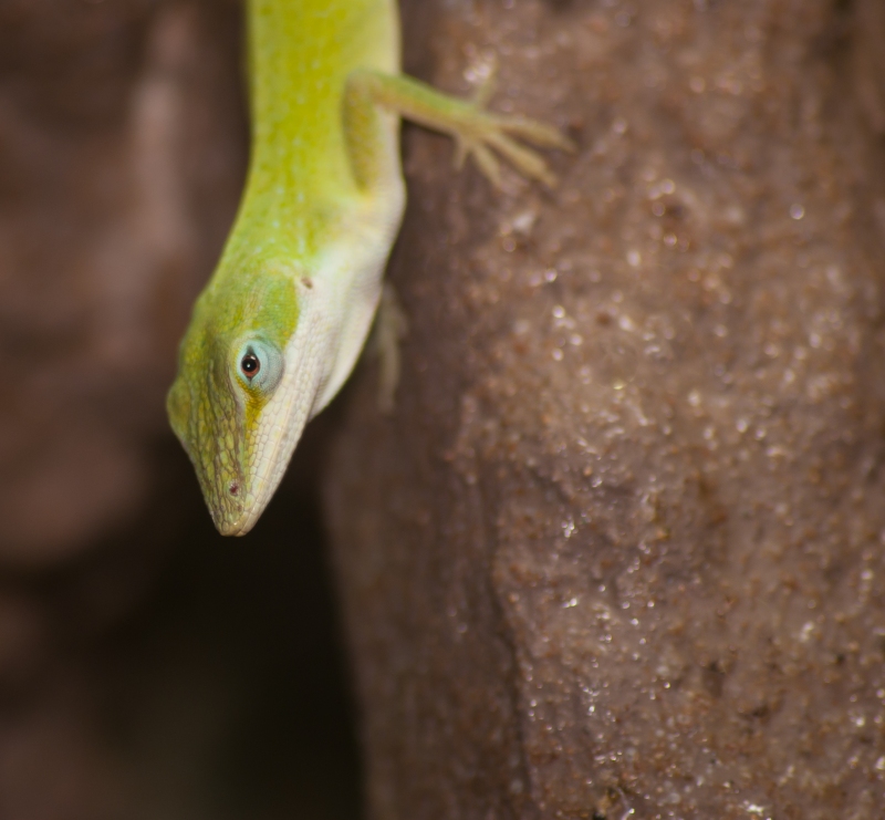 anolis carolinensis